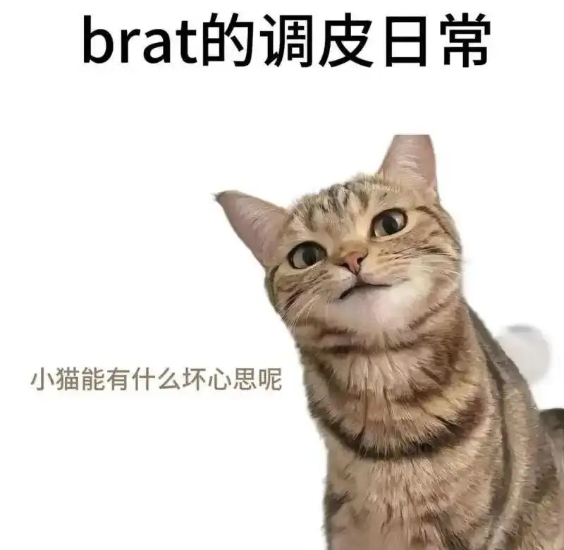 西檬之家-字母圈K8猫系详解与安全实践指南